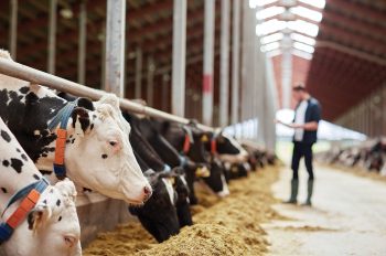 În acest an, fermierii pot lua subvenţie de aproximativ 100 de euro pe animal dacă păşunează vacile câte 6 ore pe zi