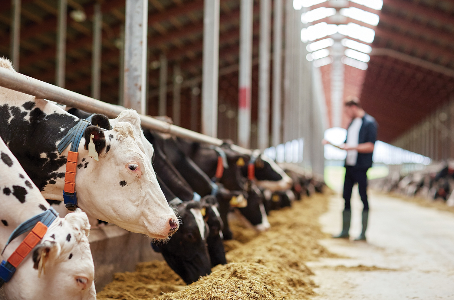 În acest an, fermierii pot lua subvenţie de aproximativ 100 de euro pe animal dacă păşunează vacile câte 6 ore pe zi