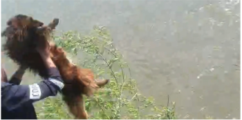 Un bărbat a aruncat în râul  Someș un câine