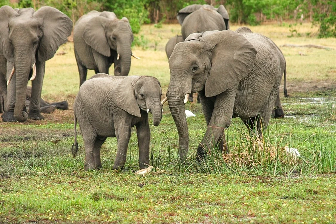Botswana oferă 20.000 de elefanți Germaniei