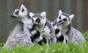 Lemurii, protejați într-o rezervație pentru conservarea biodiversității.
