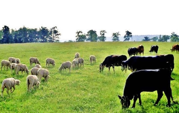 Obligaţii ale fermierilor crescători de animale pentru a beneficia de subvenţie