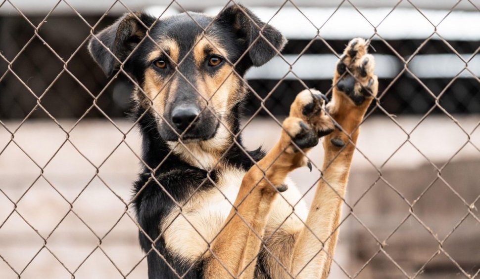 Iohannis solicită reexaminarea legii pentru gestionarea câinilor fără stăpân