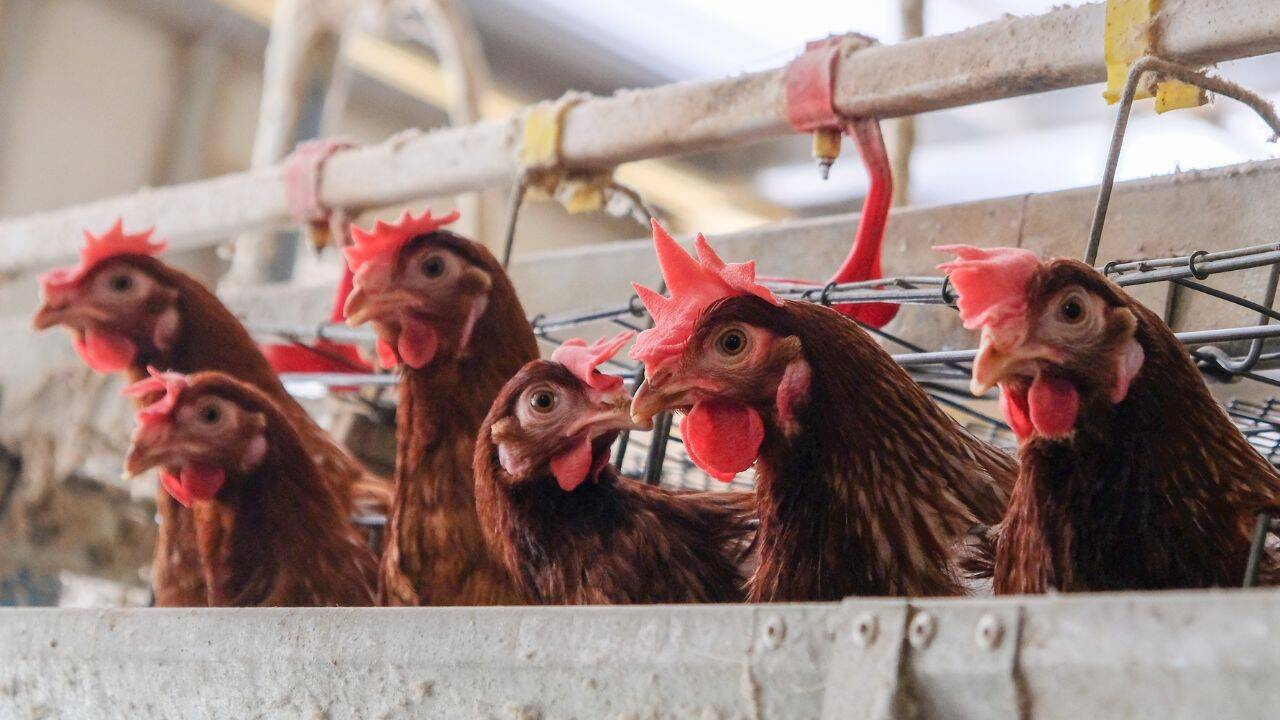 Gripa aviară confirmată în  Bihor poate reprezenta o ameninţare pentru fermele de  păsări de la noi din judeţ
