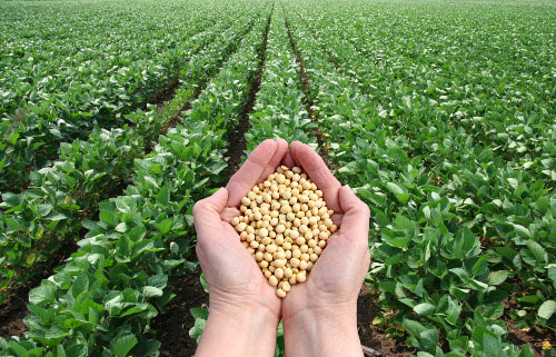 MADR propune modificări în ceea ce priveşte documentaţia de valorificare a producţiei de soia