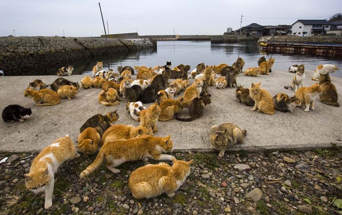 O insulă japoneză luată în stăpânire de feline