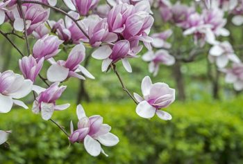 Florile de magnolii sunt perfect comestibile