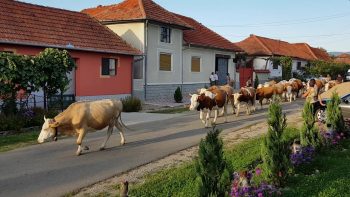 Ciurdele de vaci au dispărut din majoritatea satelor