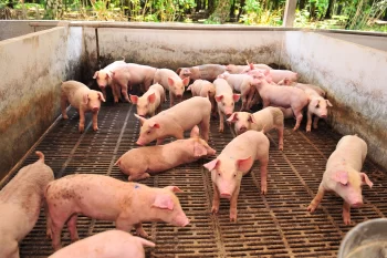 Deţinătorii fermelor de porci din judeţ consideră că nu sunt motive de scumpire a cărnii până la Paşte  