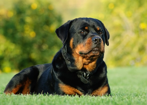 Noi reglementări pentru proprietarii de câini: Obligații de identificare și înregistrare