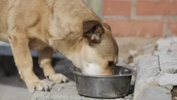 Interdicții și amenzi usturoase pentru stăpânii de câini și pisici care își abandonează animalele