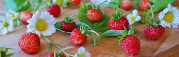 Remediile din frunze de căpșun și fragi erau recomandate  pentru purificarea organismului
