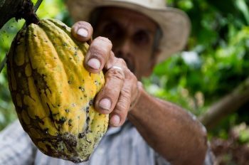 Va domina Brazilia și piața de cacao?