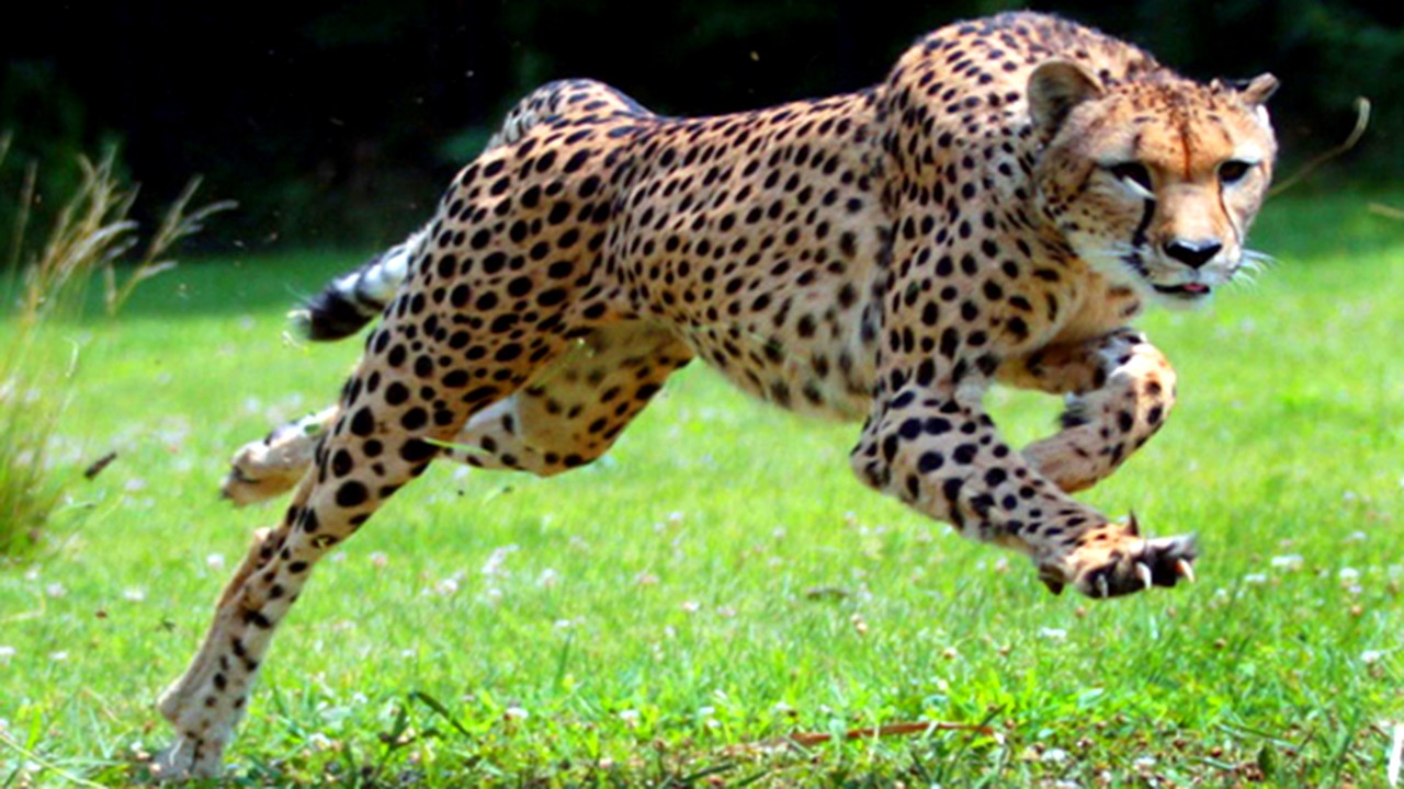 Cel mai rapid animal terestru din lume, pe cale de dispariție