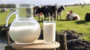 O nouă lovitură pentru crescătorii de vaci: prețul laptelui scade din nou