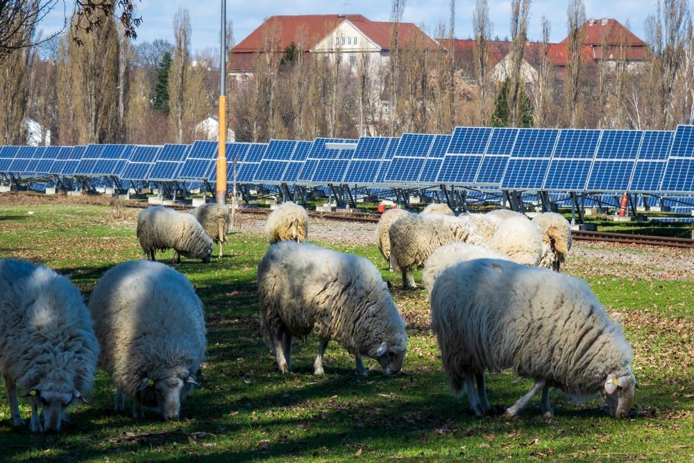În Australia, se testează parcurile agrovoltaice, oile fiind folosite pentru a întreţine gazonul din viitoarele afaceri ecologice