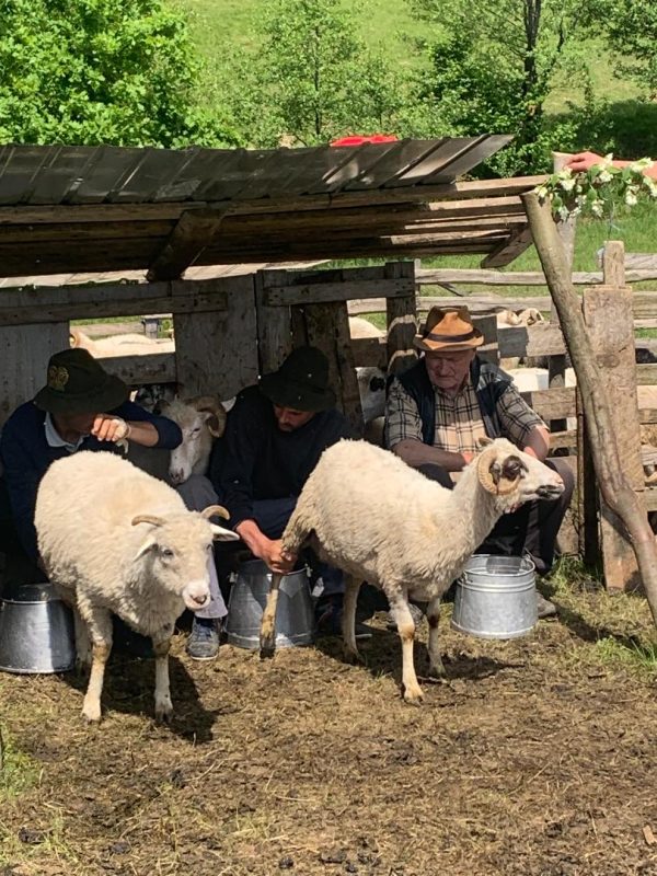 Găvrilă Pintea gazdă de stână în Negreia