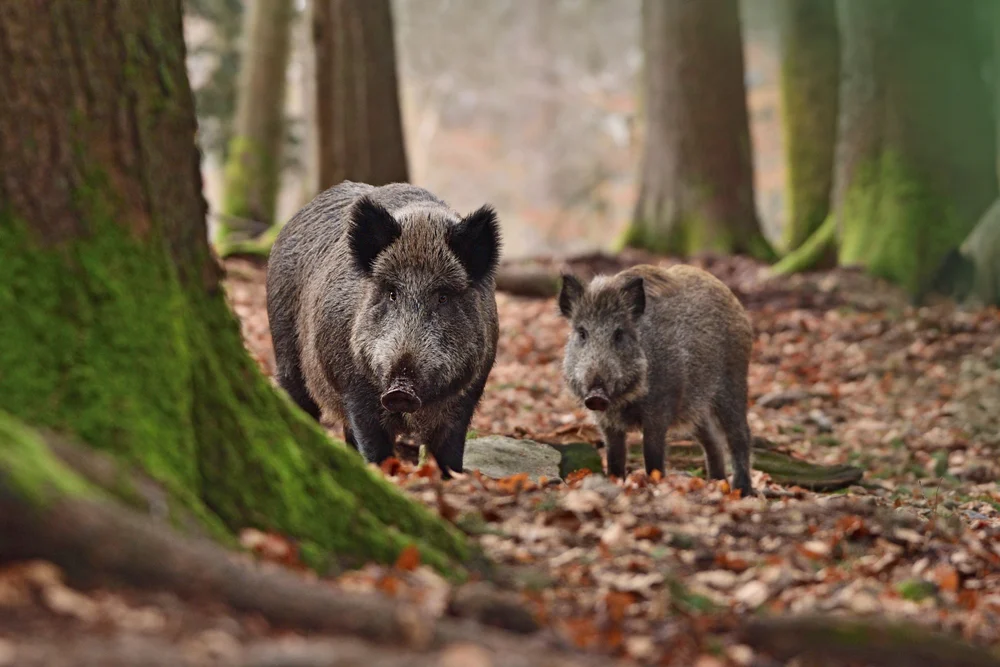 A scăzut incidenţa pestei porcine Africane la mistreţii din județ