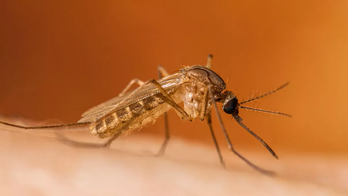 Virusul West Nile a făcut prima victimă în România