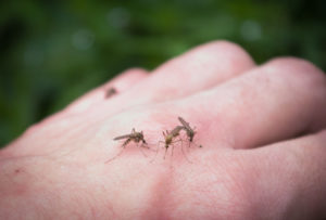 27 de îmbolnăviri cu virusul West Nile