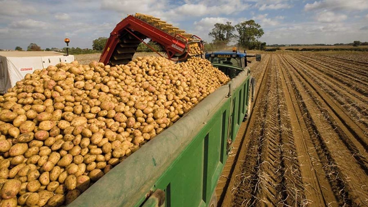 Recolta slabă de cartofi din acest sezon a dus la creșterea record a prețurilor în Uniunea Europeană.