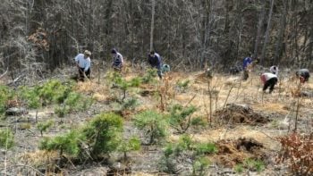 Fondul forestier din România a crescut cu doar 1,1% în 10 ani