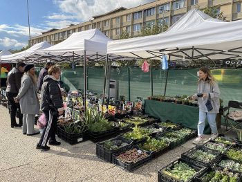 Expo Flora 2024: Paradisul Plantelor în Baia Mare, 19-22 Septembrie