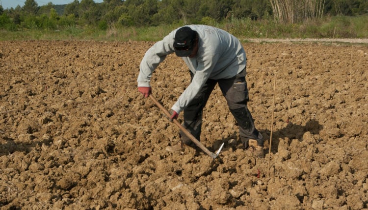 Criza forței de muncă în agricultură