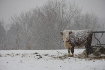 Iarna a sosit devreme: Ninsorile surprinzătoare afectează fermierii din Austria