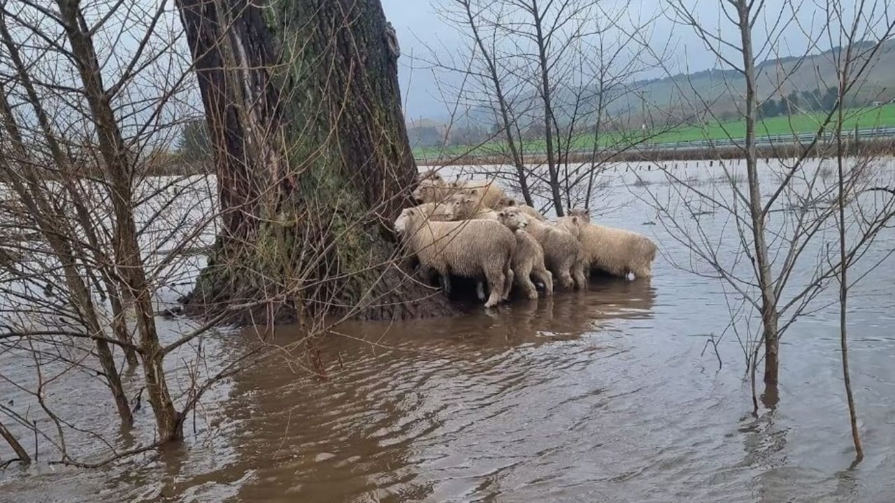 Oamenii își scot animalele moarte, după inundații