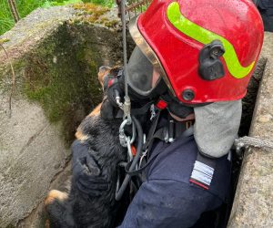 Câine salvat din fântână de pompieri, la Cărășeu