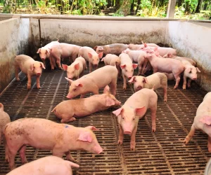 Deţinătorii fermelor de porci din judeţ consideră că nu sunt motive de scumpire a cărnii până la Paşte  